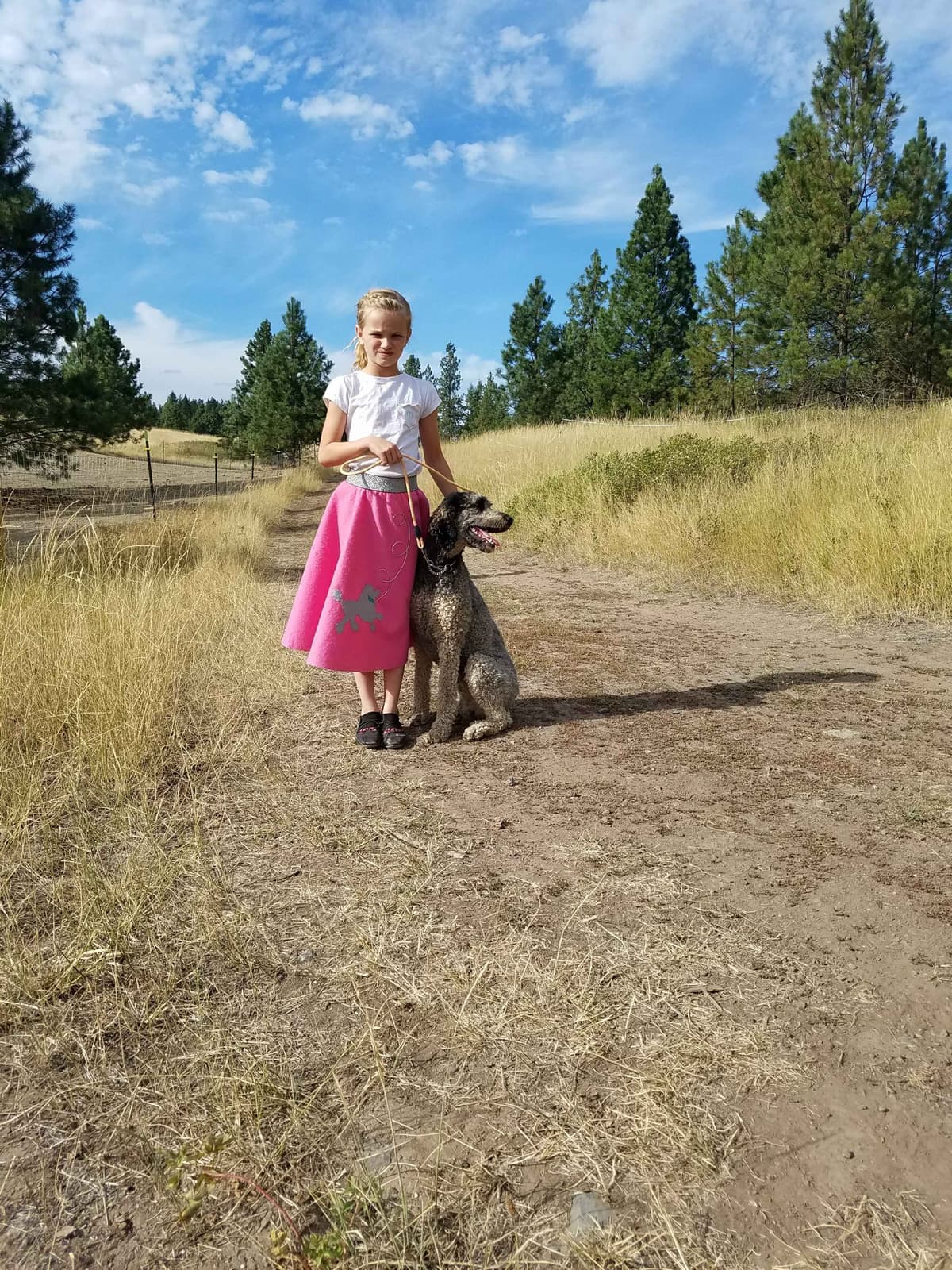 Sable Standard poodle breeder image 14