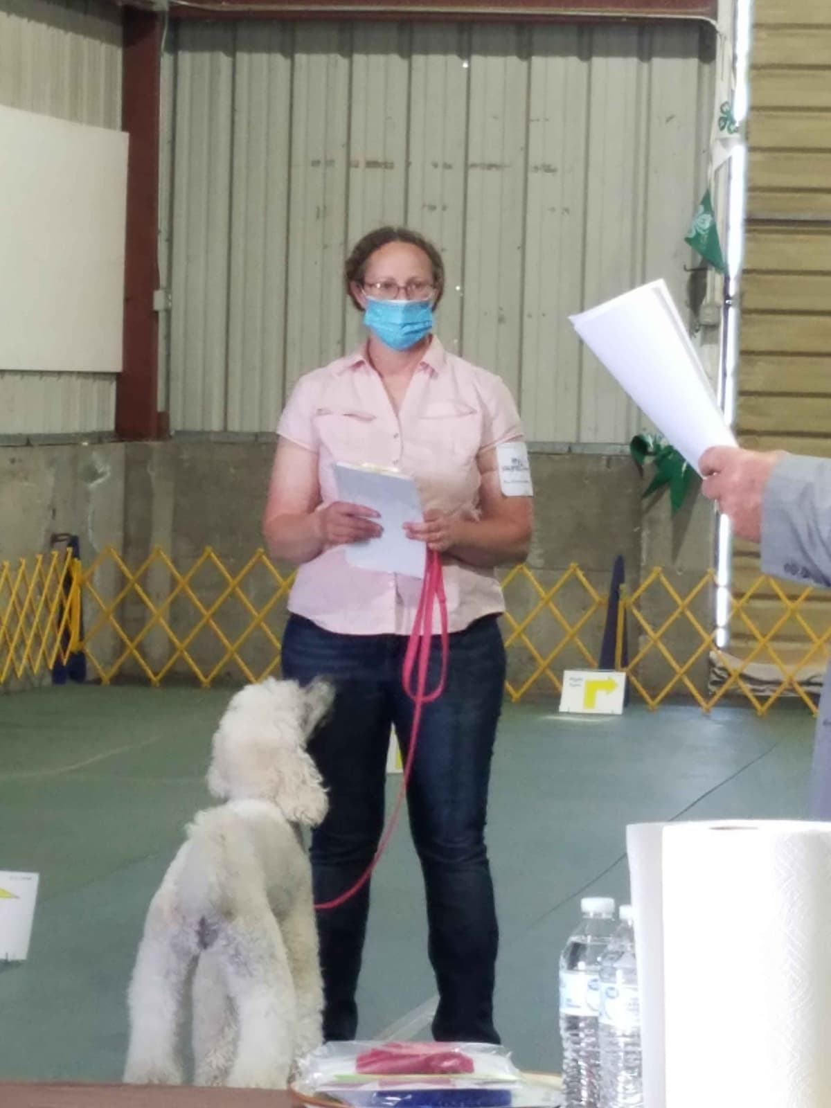 Sable Standard poodle breeder image 15