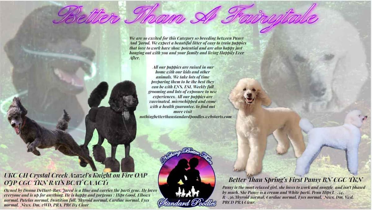 Sable Standard poodle breeder image 17