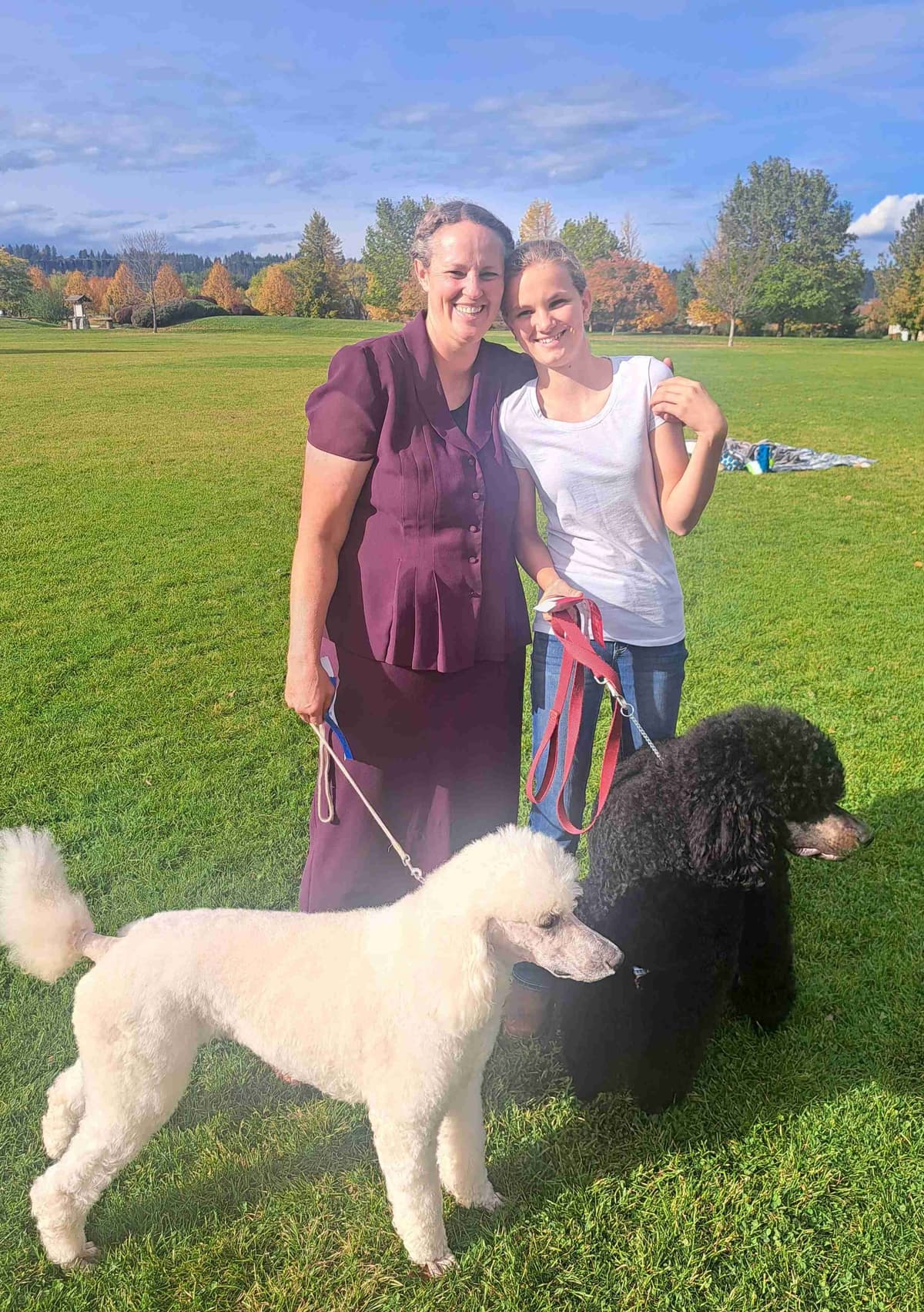 Sable Standard poodle breeder image 16