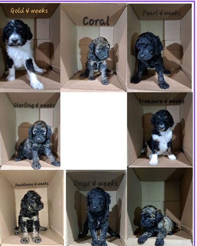 Sable Standard poodle media 2