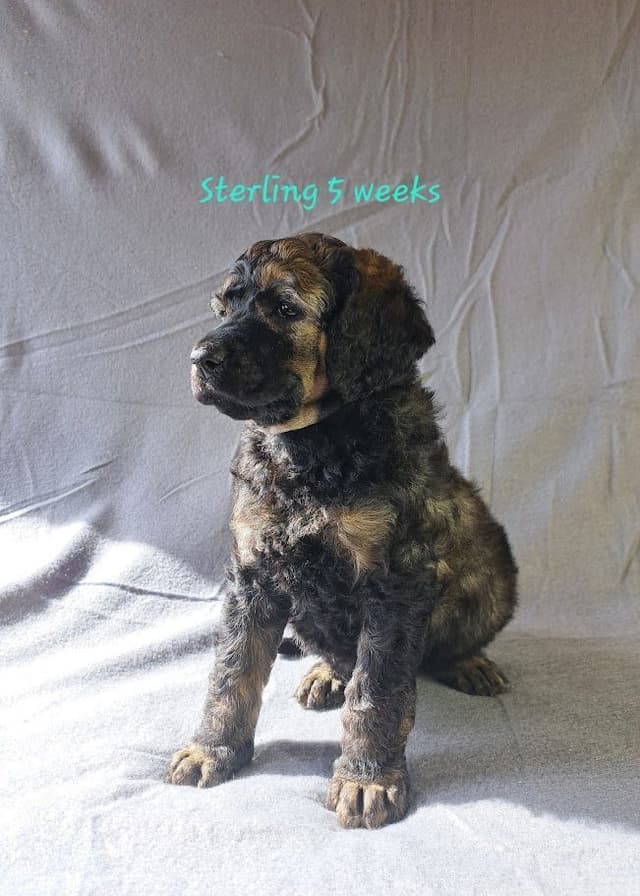 Sable Standard poodle media 3