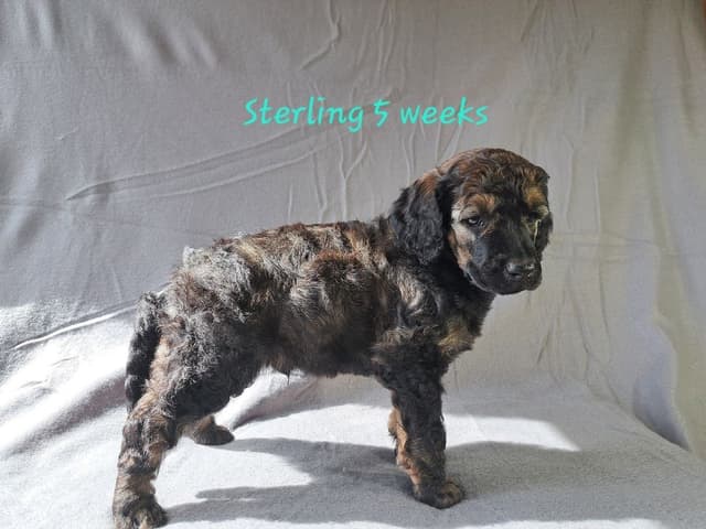 Sable Standard poodle media 4