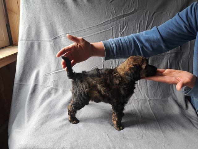 Sable Standard poodle media 5
