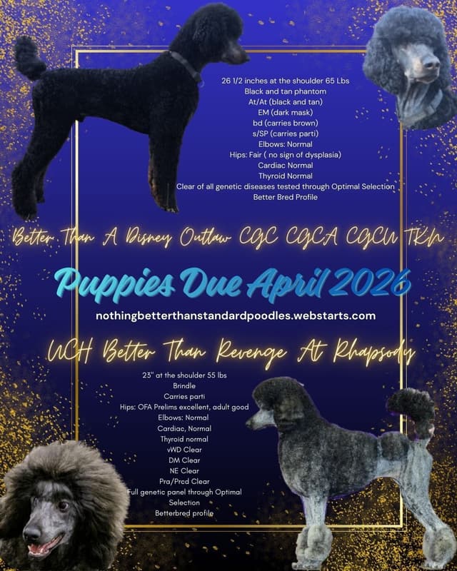 Sable Standard poodle media 7