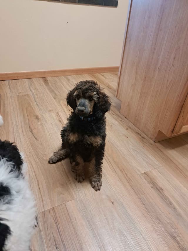 Sable Standard poodle media 8