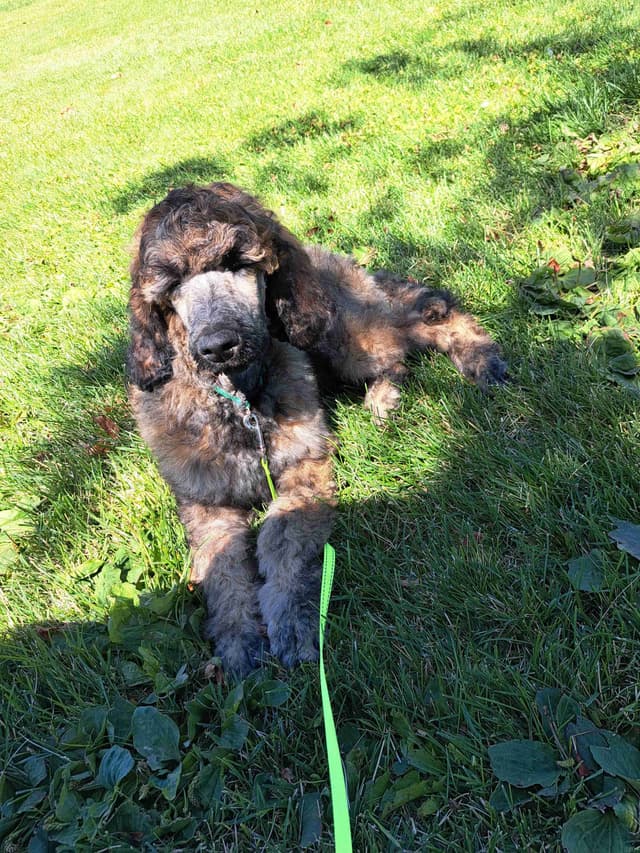 Sable Standard poodle media 10