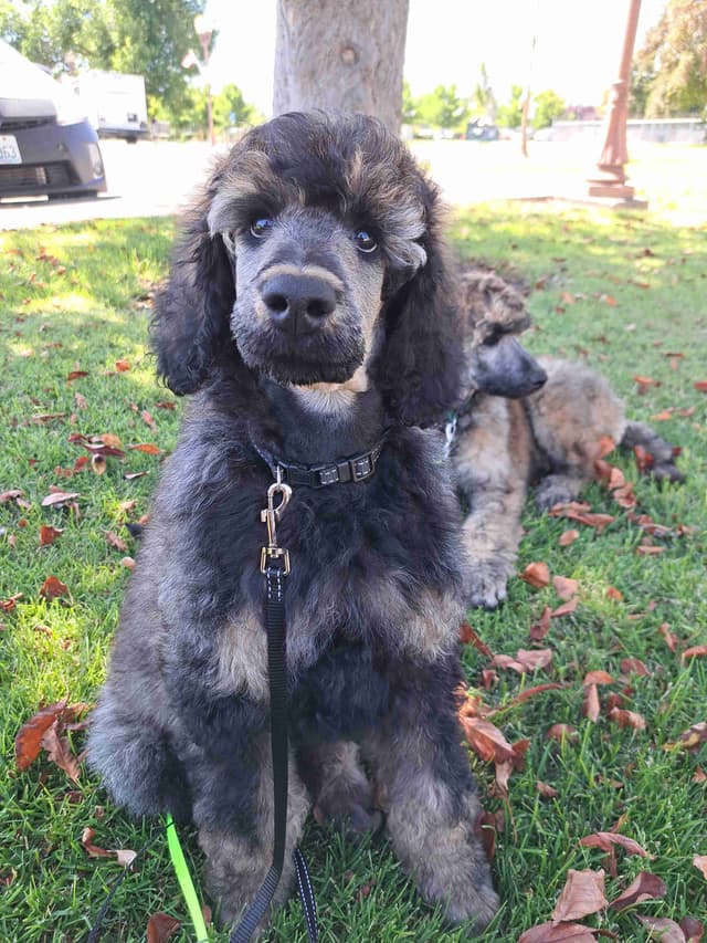 Sable Standard poodle media 11
