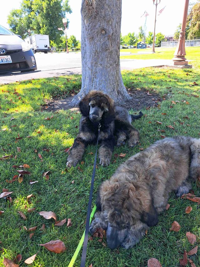 Sable Standard poodle media 13