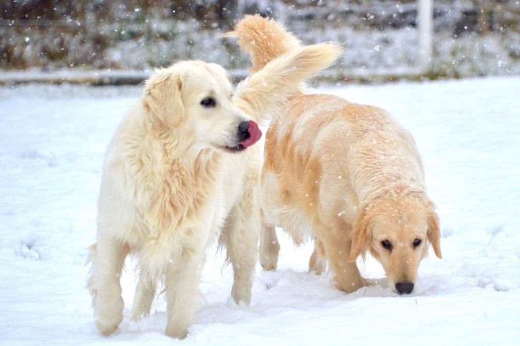 Highlanders Goldens of Howell breeder image 6