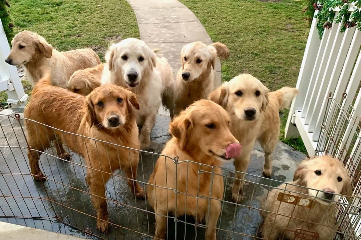 Highlanders Goldens of Howell breeder image 3