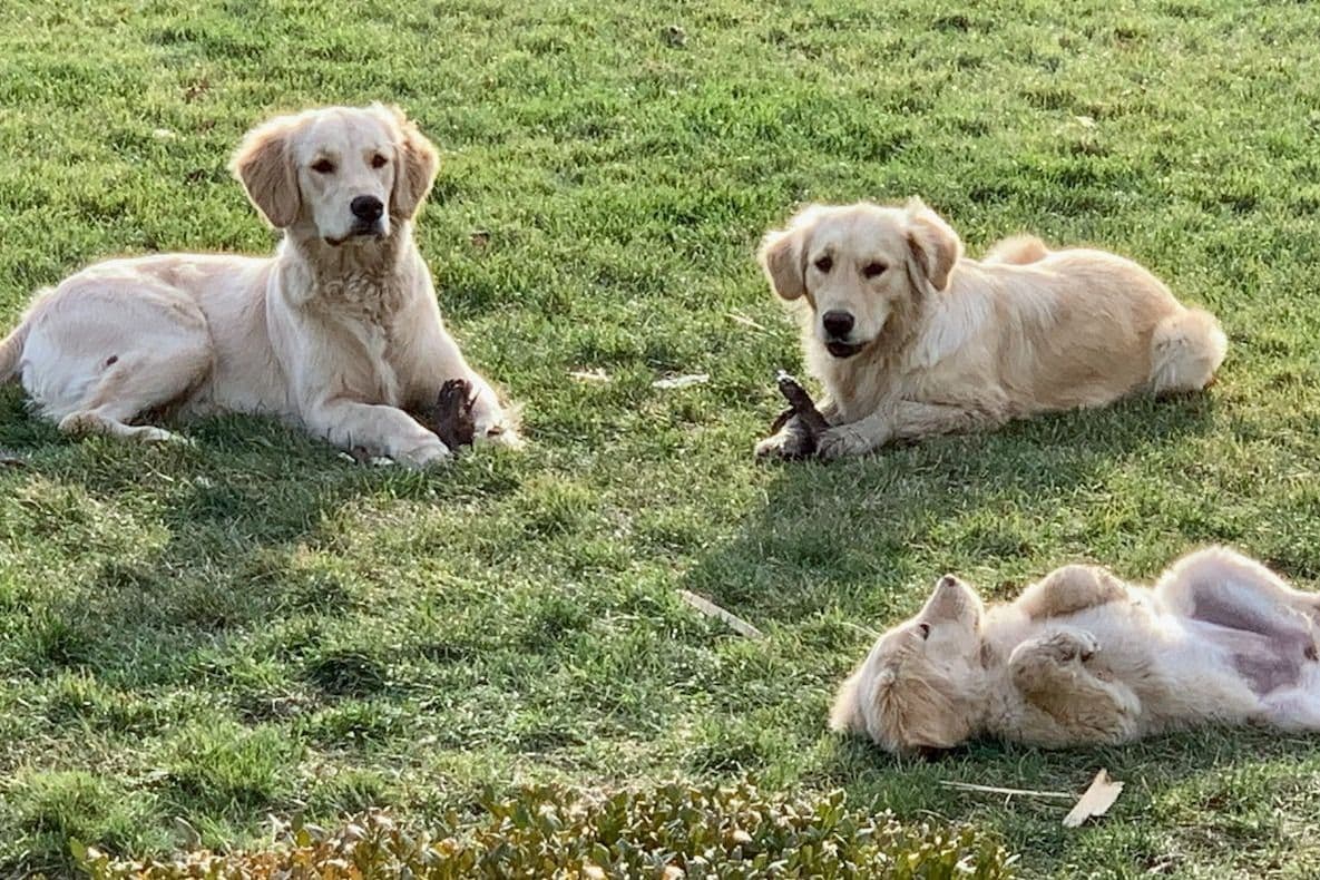 Highlanders Goldens of Howell breeder image 8