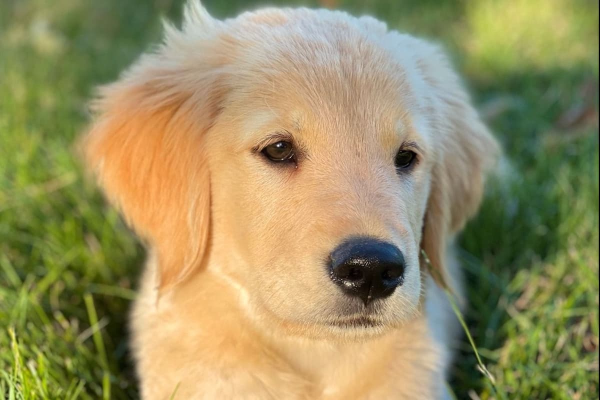 Highlanders Goldens of Howell breeder image 10