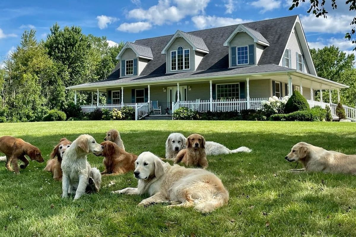 Highlanders Goldens of Howell breeder image 2