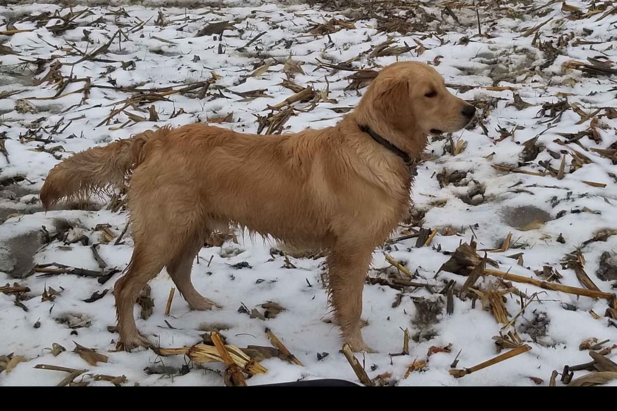Highlanders Goldens of Howell breeder image 11