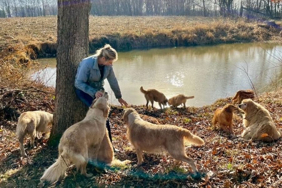 Highlanders Goldens of Howell breeder image 13