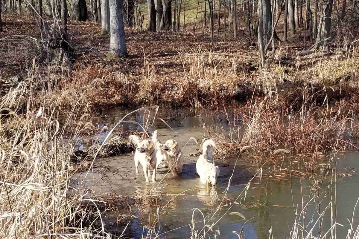 Highlanders Goldens of Howell breeder image 1