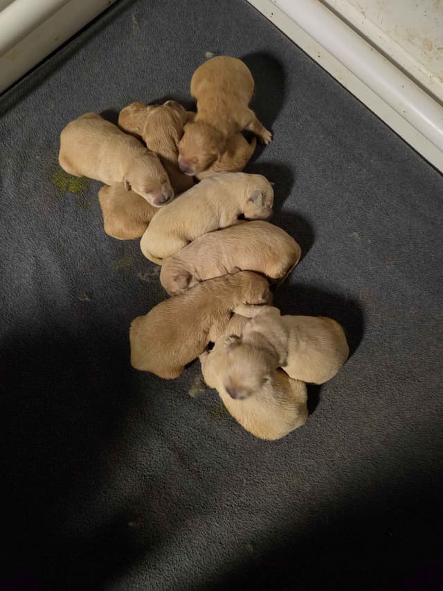 Highlanders Goldens of Howell media 2