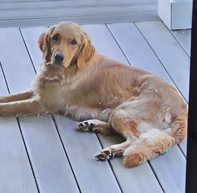 Highlanders Goldens of Howell media 5