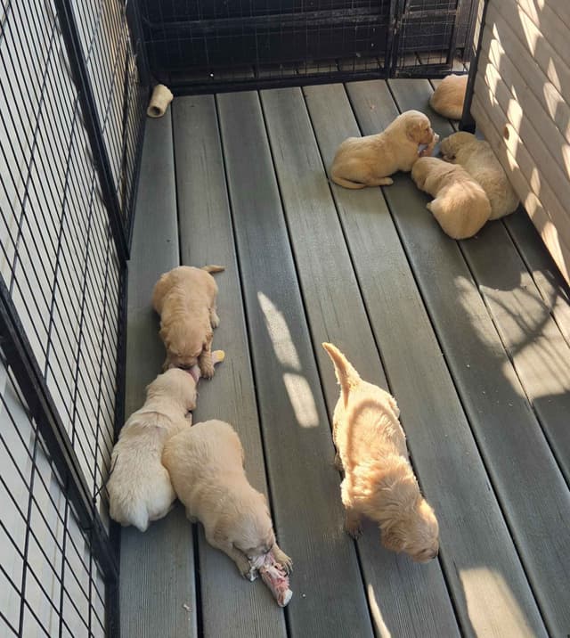 Highlanders Goldens of Howell media 6