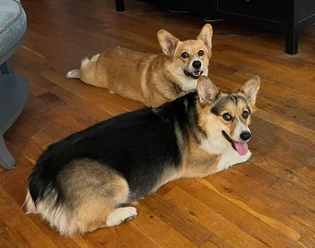 FREE AKC MALE CORGI (352)284-6697 media 4