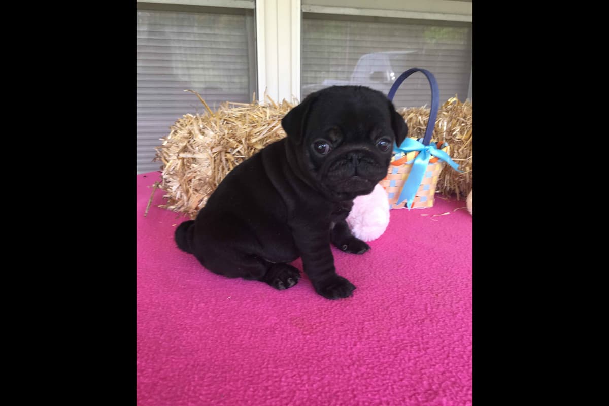 Pug Puppies Champions in Pedigree breeder image 2