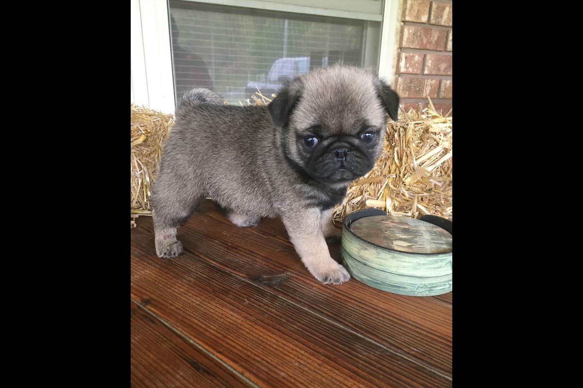 Pug Puppies Champions in Pedigree breeder image 3