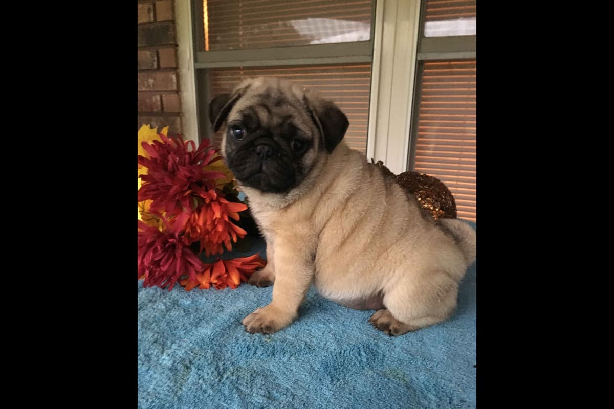 Pug Puppies Champions in Pedigree breeder image 1