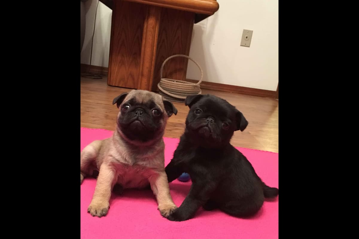 Pug Puppies Champions in Pedigree breeder image 4