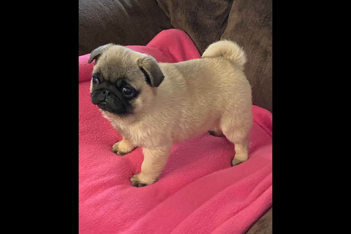 Pug Puppies Champions in Pedigree breeder image 5