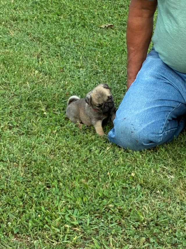 Pug Puppies Champions in Pedigree media 10