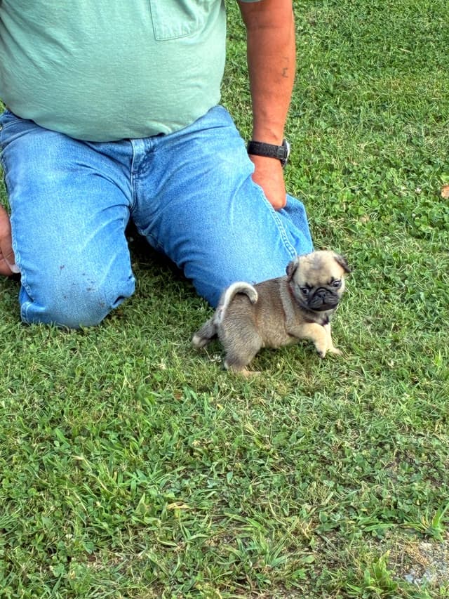 Pug Puppies Champions in Pedigree media 11