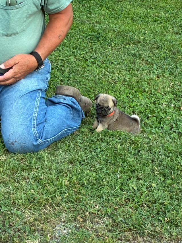 Pug Puppies Champions in Pedigree media 12