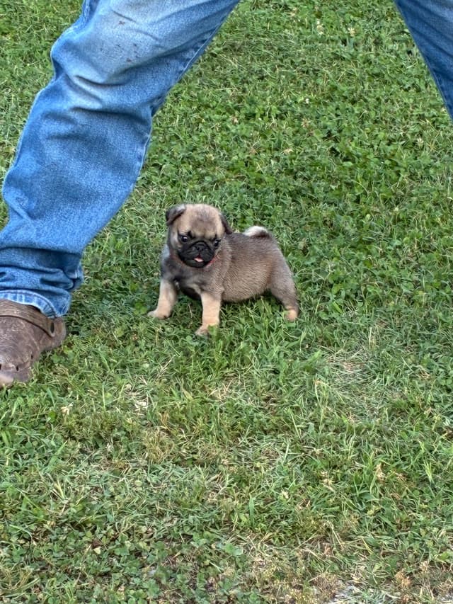 Pug Puppies Champions in Pedigree media 13