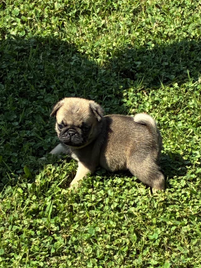 Pug Puppies Champions in Pedigree media 8