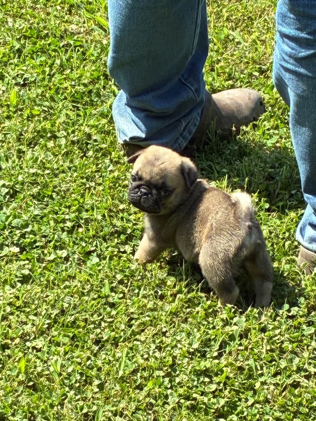 Pug Puppies Champions in Pedigree media 9