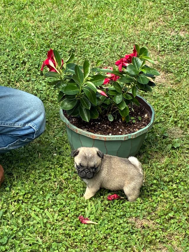 Pug Puppies Champions in Pedigree media 15