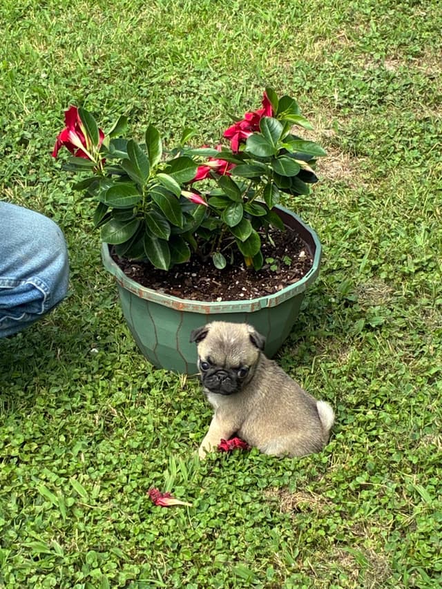 Pug Puppies Champions in Pedigree media 16