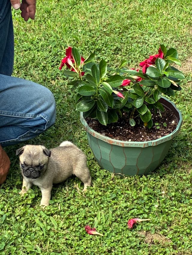 Pug Puppies Champions in Pedigree media 17