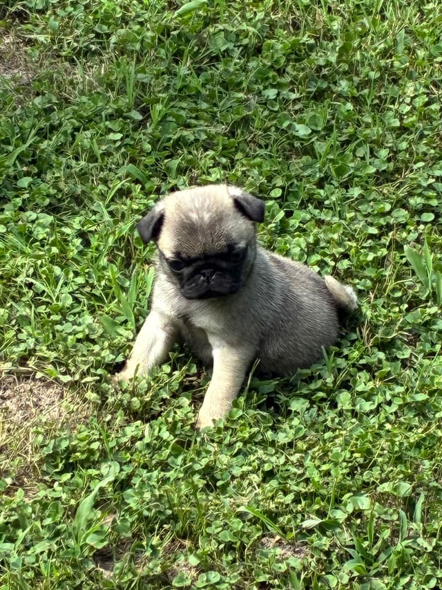 Pug Puppies Champions in Pedigree media 18