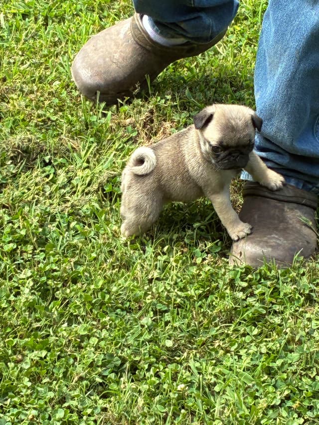 Pug Puppies Champions in Pedigree media 19
