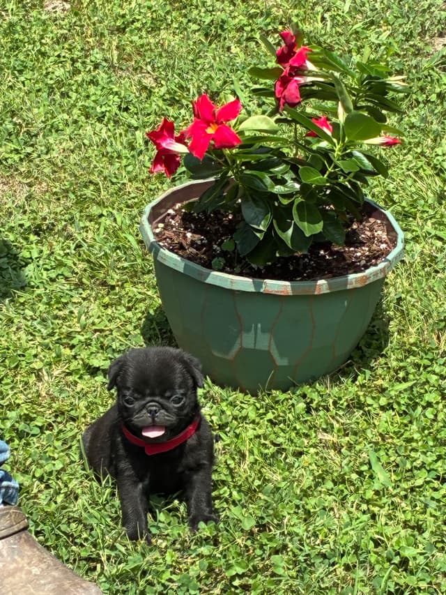 Pug Puppies Champions in Pedigree media 21