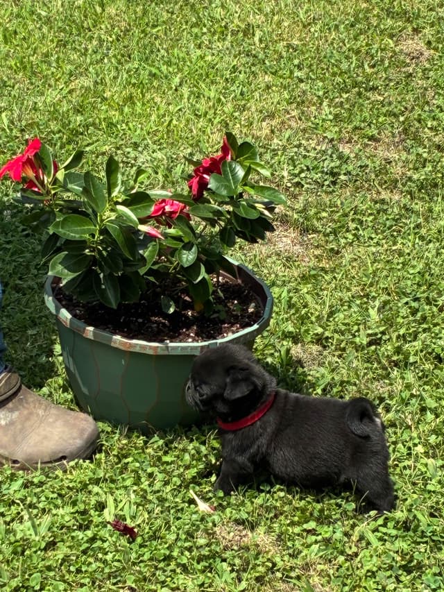 Pug Puppies Champions in Pedigree media 22