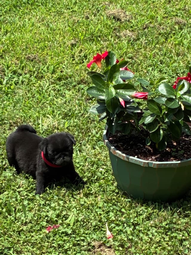Pug Puppies Champions in Pedigree media 20