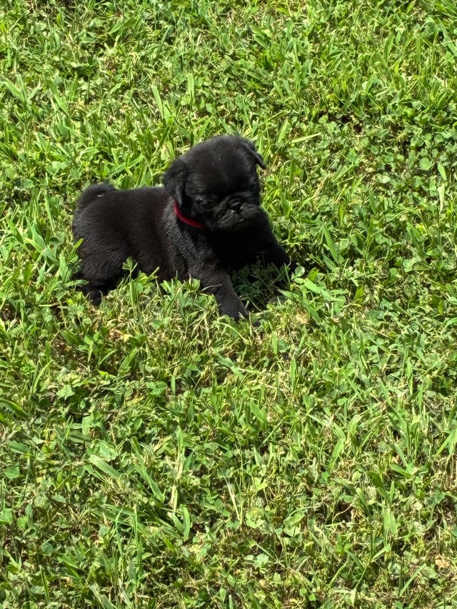 Pug Puppies Champions in Pedigree media 23