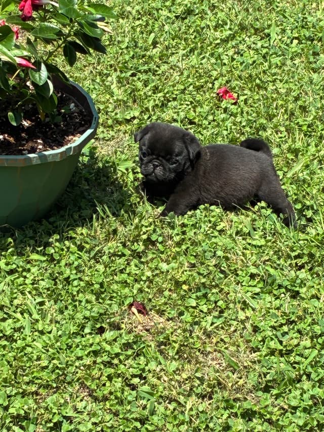 Pug Puppies Champions in Pedigree media 4