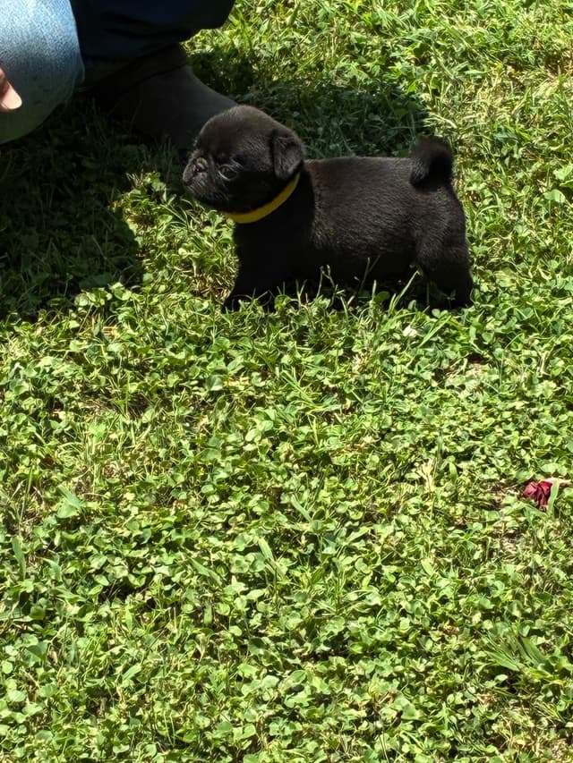 Pug Puppies Champions in Pedigree media 2