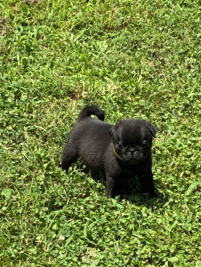 Pug Puppies Champions in Pedigree media 3