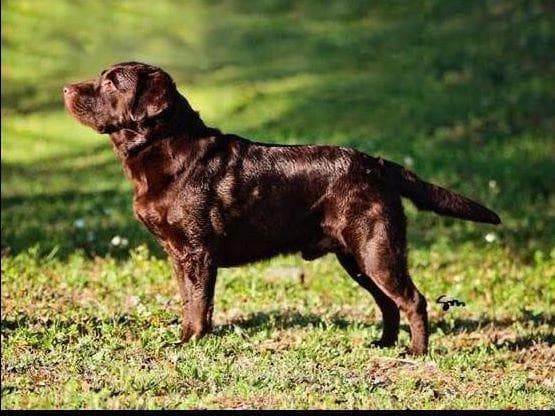 π Golden Retriever Pups OFA, Health Guar. Veterinarian owned/bred breeder image 2