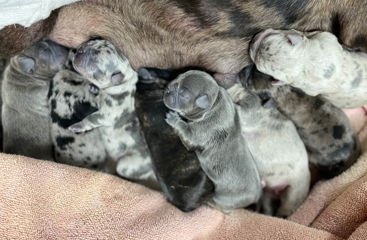 π Golden Retriever Pups OFA, Health Guar. Veterinarian owned/bred breeder image 22